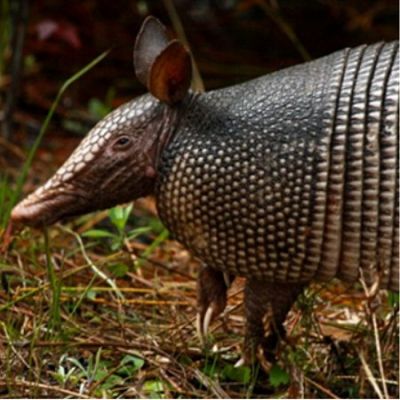 Armadillo Removal in Tennessee