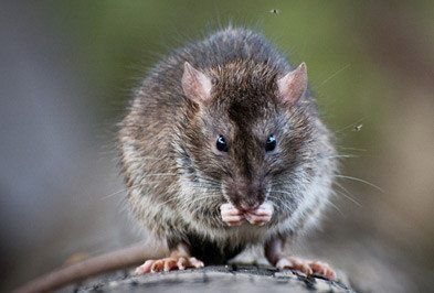 Rat Removal