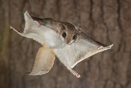 Flying Squirrel Removal