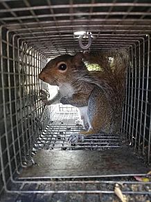 Squirrel Removal