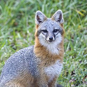 Fox Prevention and Exclusions