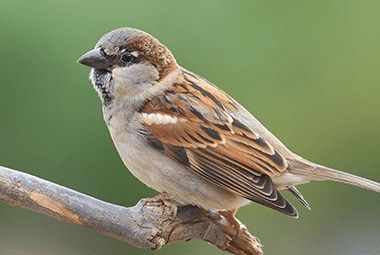 Sparrow Identification